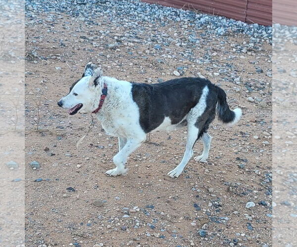 Medium Photo #5 Mutt Puppy For Sale in Cottonwood, AZ, USA