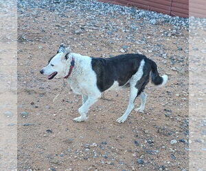 Reggie - Male Mutt Dog for Adoption - Photo #5
