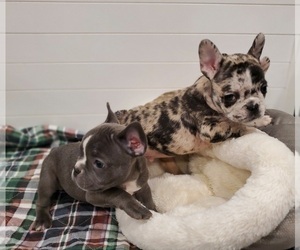 French Bulldog Puppy for Sale in SPRING HILL, Florida USA