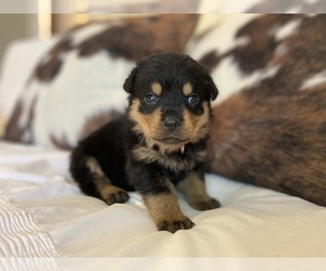 Rottweiler Puppy for sale in EASLEY, SC, USA