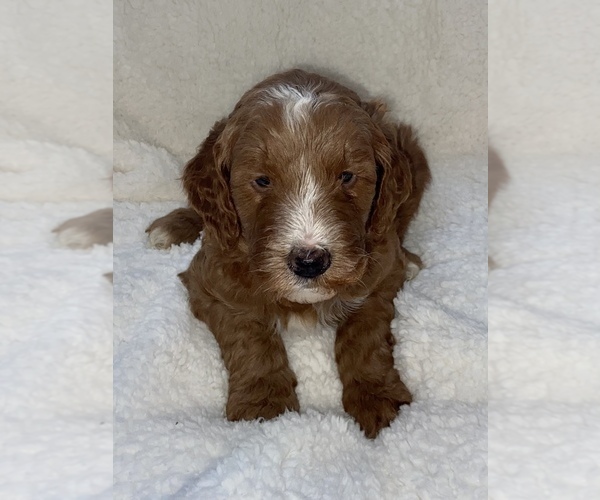 Medium Photo #8 Goldendoodle Puppy For Sale in STONEVILLE, NC, USA