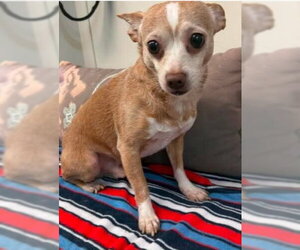 Chihuahua Dogs for adoption in Bloomingdale, NJ, USA