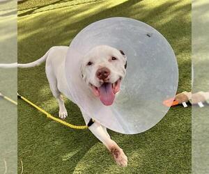 Mutt Dogs for adoption in Las Vegas, NV, USA