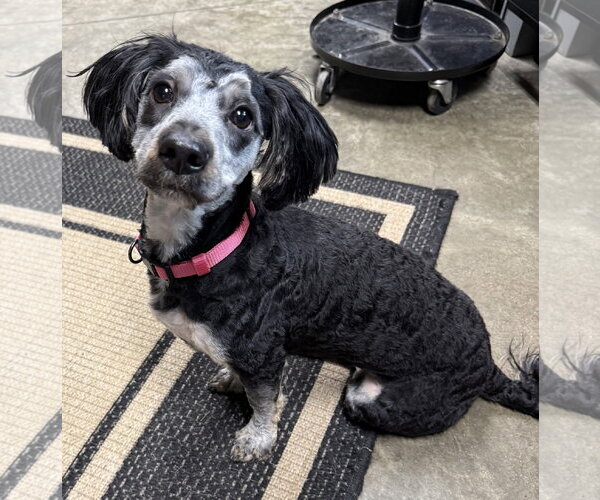 Medium Photo #1 Poodle (Miniature)-Unknown Mix Puppy For Sale in Fort Wayne, IN, USA