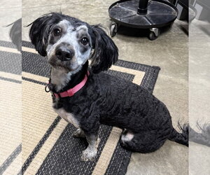 Poodle (Miniature)-Unknown Mix Dogs for adoption in Fort Wayne, IN, USA