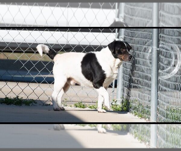 Medium Photo #6 Beagle-Unknown Mix Puppy For Sale in Minneapolis, MN, USA