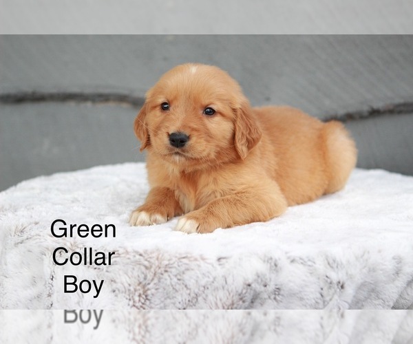Medium Photo #3 Golden Retriever Puppy For Sale in GREENEVILLE, TN, USA