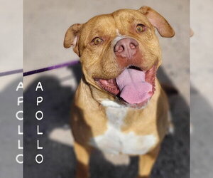Apollo - Male American Staffordshire Terrier-Boxer Mix Dog for Adoption - Photo #16