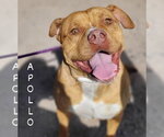 Small #15 American Staffordshire Terrier-Boxer Mix