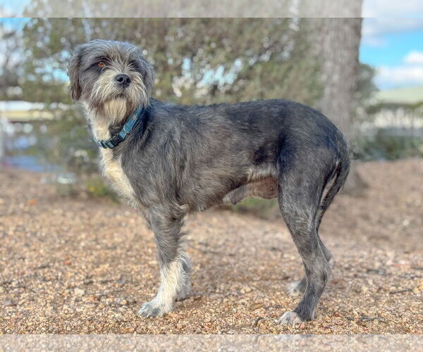 Medium Photo #3 Mutt Puppy For Sale in PIPE CREEK, TX, USA