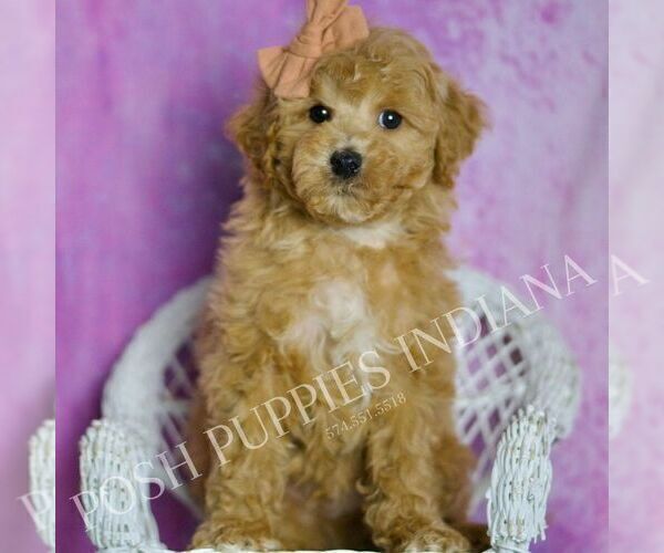 Medium Photo #6 Poodle (Miniature) Puppy For Sale in WARSAW, IN, USA