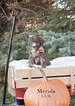 Small Photo #6 Aussiedoodle Puppy For Sale in MONTROSE, CO, USA