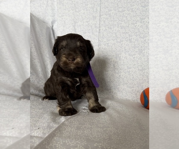 Medium Photo #1 Schnauzer (Miniature) Puppy For Sale in KNOX CITY, MO, USA