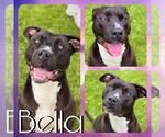 Small American Pit Bull Terrier