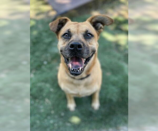 Medium Photo #2 Boxer-Unknown Mix Puppy For Sale in Ventura, CA, USA