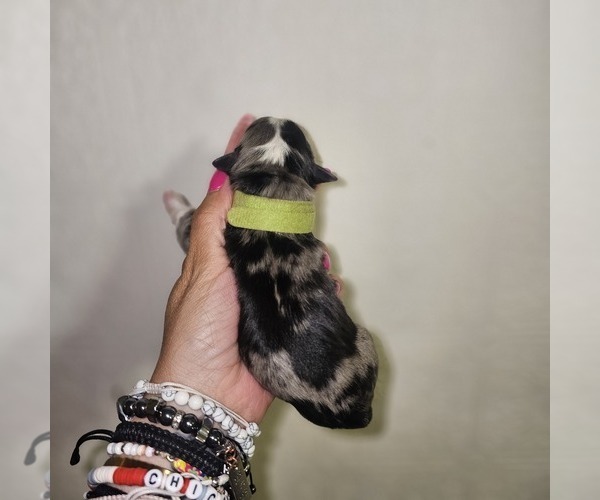 Medium Photo #29 Aussalier Puppy For Sale in DECATUR, IL, USA