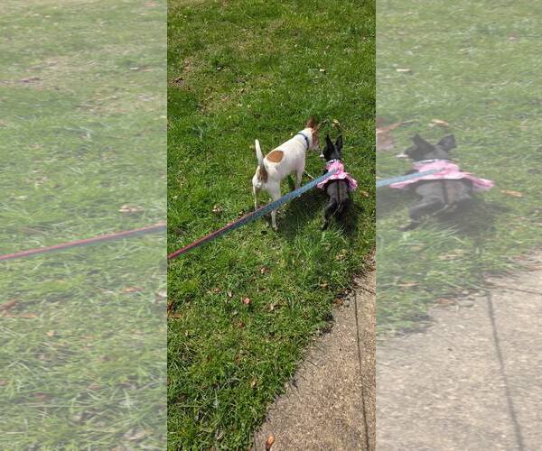 Medium Photo #3 Chihuahua-Unknown Mix Puppy For Sale in Nazareth, PA, USA
