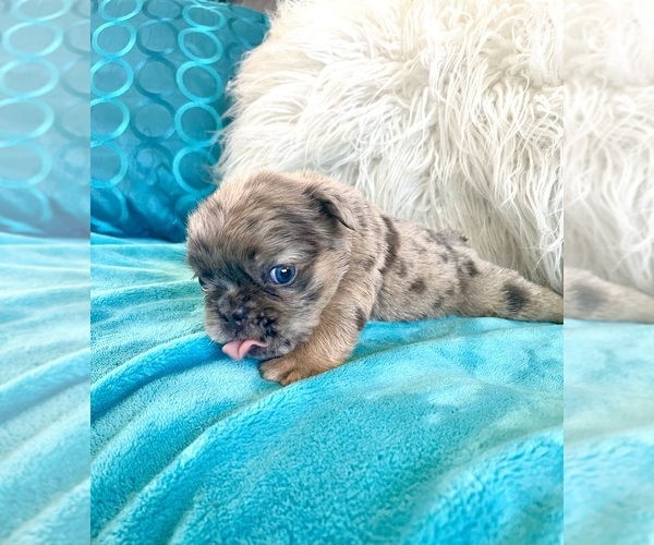 Medium Photo #2 English Bulldog Puppy For Sale in NEWPORT BEACH, CA, USA