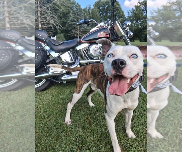 Medium Photo #19 American Pit Bull Terrier-Unknown Mix Puppy For Sale in Germantown, OH, USA