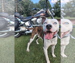 Small #18 American Pit Bull Terrier Mix