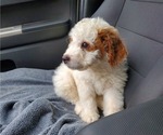 Small #16 Bernedoodle (Miniature)