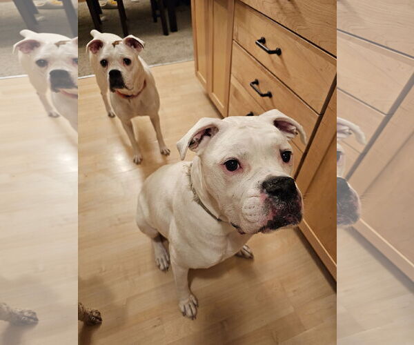 Medium Photo #1 Boxer Puppy For Sale in Woodbury, MN, USA