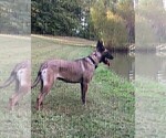 Small Photo #9 Belgian Malinois Puppy For Sale in LABADIE, MO, USA