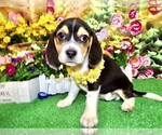 Small Beagle