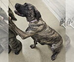 Small Photo #2 Mutt Puppy For Sale in Olalla, WA, USA