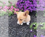 Small #7 Pembroke Welsh Corgi
