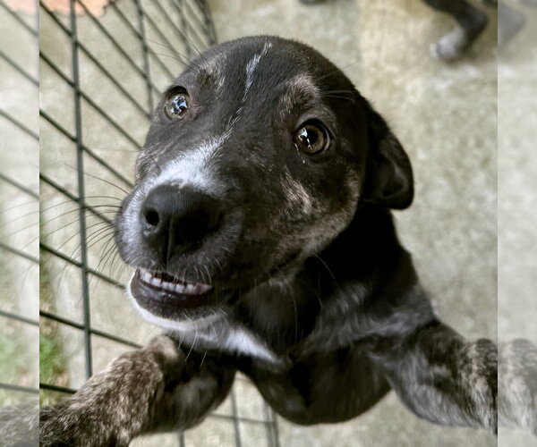 Medium Photo #13 Borador Puppy For Sale in Gilberts, IL, USA