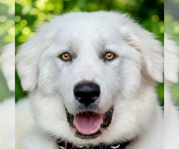 Medium Photo #1 Great Pyrenees Puppy For Sale in Dallas, TX, USA