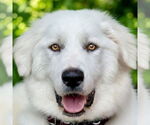 Small Great Pyrenees