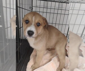 VENUS - Male Labrador Retriever-Unknown Mix Dog for Adoption - Photo #3