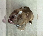 Small #1 American Pit Bull Terrier