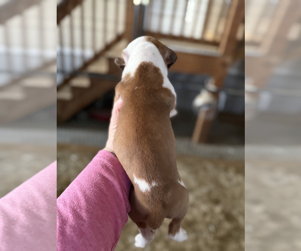 Medium Photo #4 Boxer Puppy For Sale in COXS CREEK, KY, USA