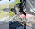Small #1 American Pit Bull Terrier Mix