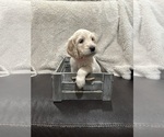 Puppy Sugar Goldendoodle