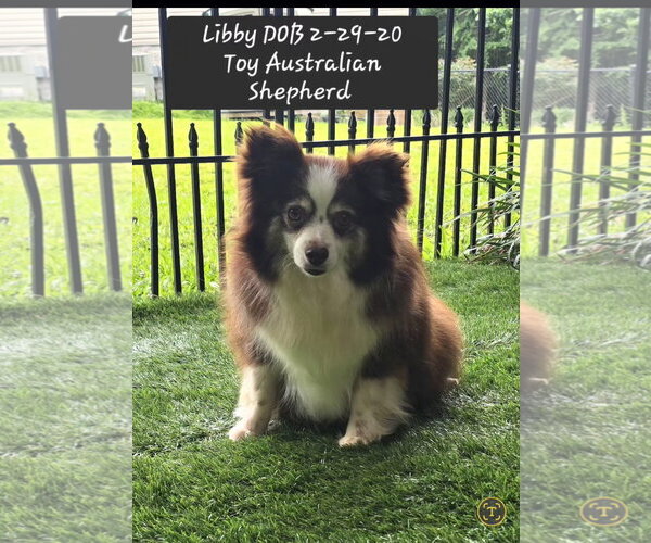 Medium Photo #1 Australian Shepherd Puppy For Sale in York, SC, USA