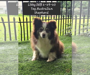 Australian Shepherd Dogs for adoption in York, SC, USA