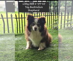 Libby - Female Australian Shepherd Dog for Adoption - Small photo