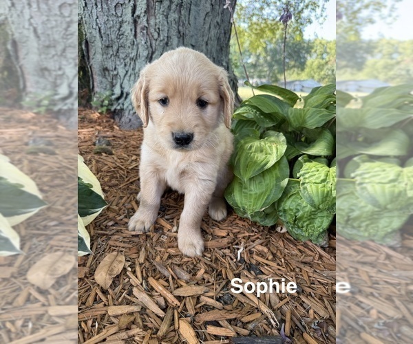 Medium Photo #3 Golden Retriever Puppy For Sale in PANA, IL, USA