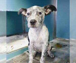 Mutt Dogs for adoption in San Antonio, TX, USA