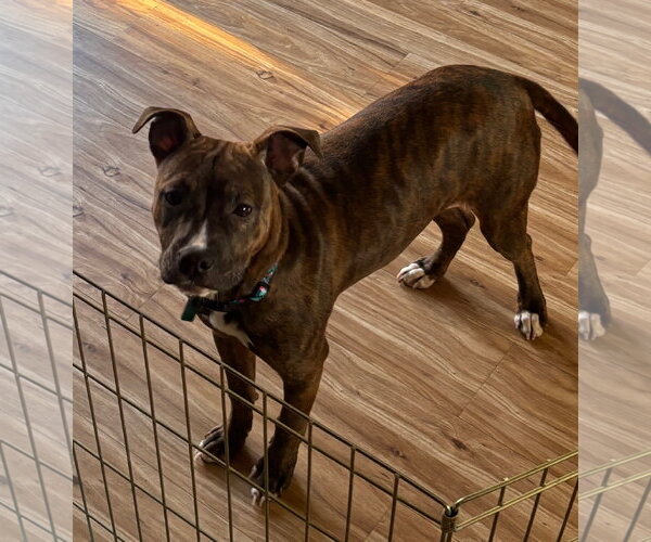 Medium Photo #1 Mutt Puppy For Sale in Clarkston, MI, USA