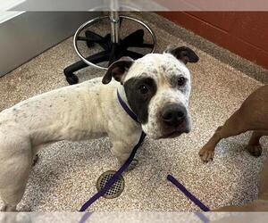 Mutt Dog for Adoption in Pueblo, Colorado USA