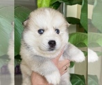 Small Photo #2 Pomsky-Siberian Husky Mix Puppy For Sale in WINDERMERE, FL, USA
