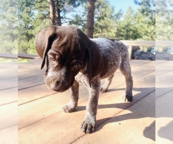 Medium Photo #29 German Shorthaired Pointer Puppy For Sale in FLORISSANT, CO, USA