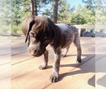 Small Photo #29 German Shorthaired Pointer Puppy For Sale in FLORISSANT, CO, USA