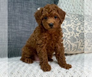 Poodle (Toy) Puppy for sale in CLARKSTON, MI, USA