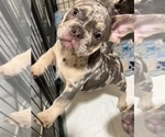 Puppy Lil Man French Bulldog